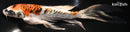 7.25" BENI KIKOKURYU BUTTERFLY