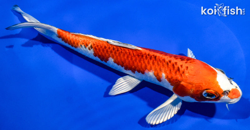 9" KUJAKU