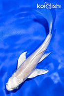 5" PLATINUM OGON BUTTERFLY