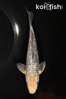 6.5" GINRIN METALLIC SORAGOI