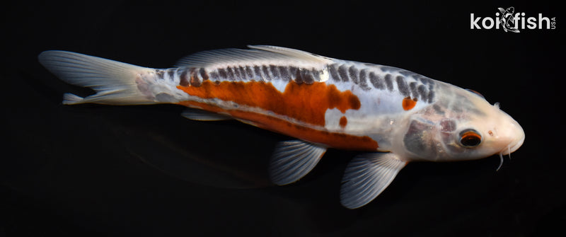8.25" SHUSUI