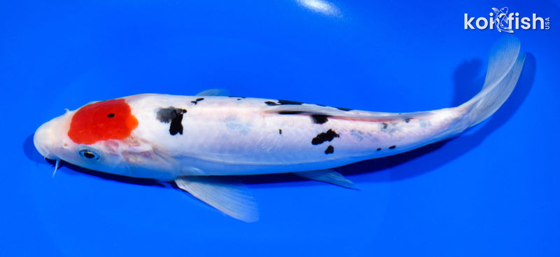 10.25" TANCHO DOITSU SANKE