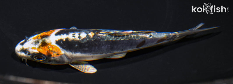 5.75" BENI KIKOKURYU