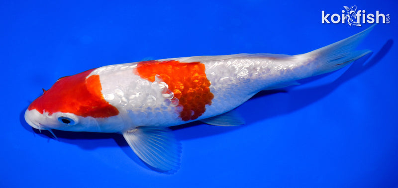8.5" GINGIN SANDAN KOHAKU