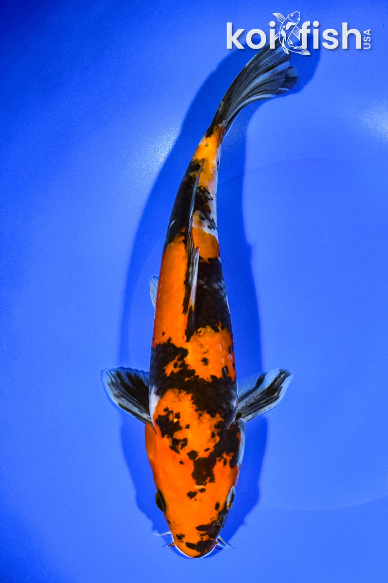 9.75" HI SHOWA