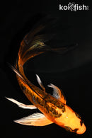 5.25" ARAGOKE ORENJI MATSUBA BUTTERFLY