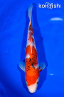 9.5" GOROMO SANKE