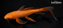 7.25" CHAGOI BUTTERFLY