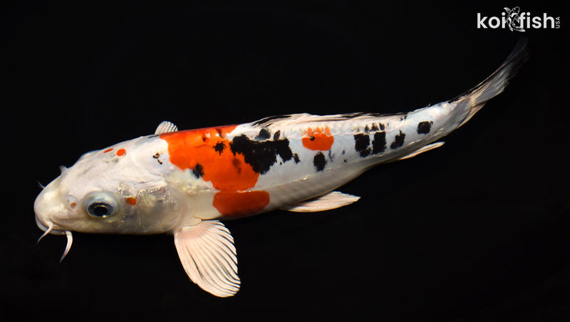 11" HEISEI NISHIKI