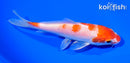 5.25" HARIWAKE