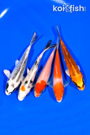 PACK OF (5) 4.5-5" STANDARD KOI