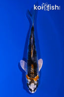 4" KUJAKU