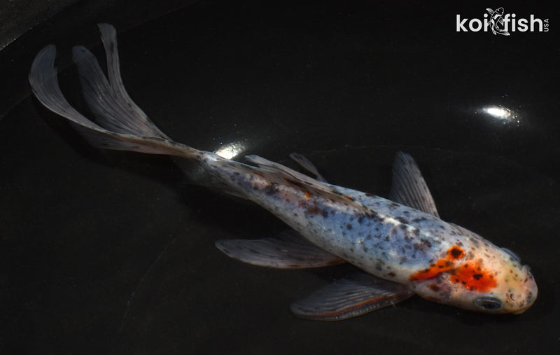 8" SHUBUNKIN GOLDFISH