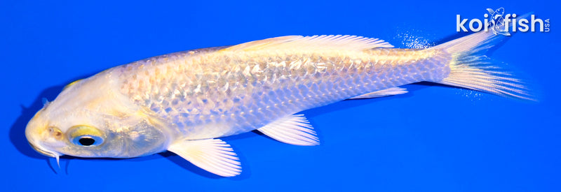 5.25" GINRIN YAMABUKI OGON