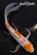 6" OCHIBA SHIGURE BUTTERFLY