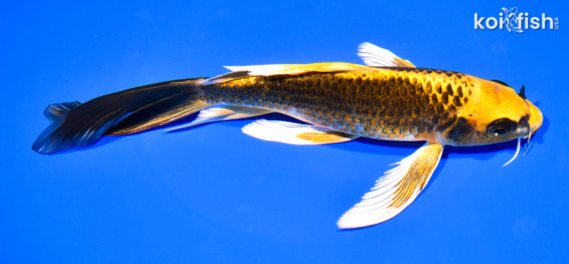 7.75" KI MATSUBA BUTTERFLY