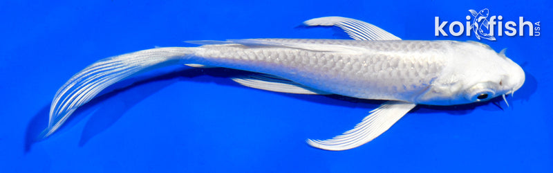 5" PLATINUM OGON BUTTERFLY