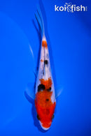 5.25" SANKE
