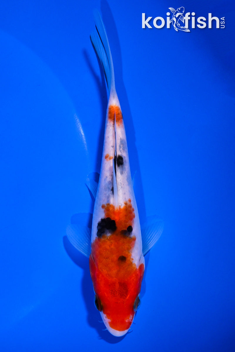 Orange Koi Fish For Sale – Page 6