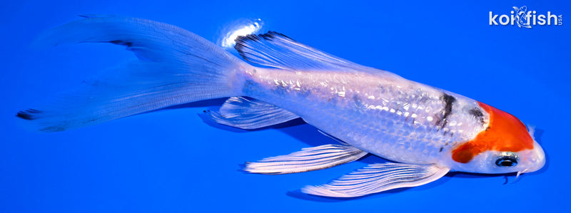 6.75" GINRIN YAMATO NISHIKI BUTTERFLY