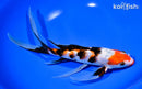 10.25" GINRIN KUCHIBENI SANKE BUTTERFLY