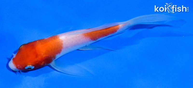 5" NIDAN KOHAKU BUTTERFLY