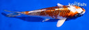 5.5" KUJAKU