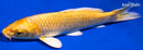 5.5" YAMABUKI OGON