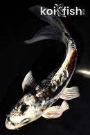 7" GINRIN ARAGOKE BENI KIKOKURYU BUTTERFLY
