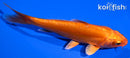 5.5" DOITSU ORENJI OGON