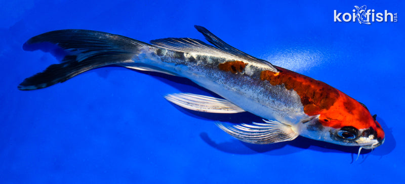 7" BENI KIKOKURYU BUTTERFLY