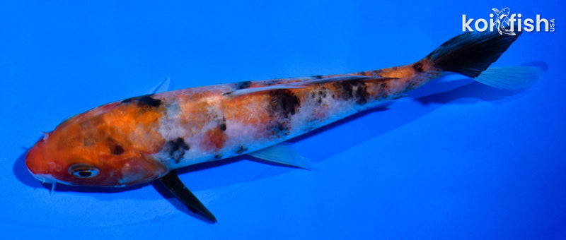 5" YAMATO NISHIKI