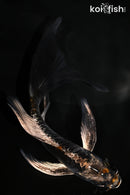 5.5" ARAGOKE BENI KIKOKURYU BUTTERFLY