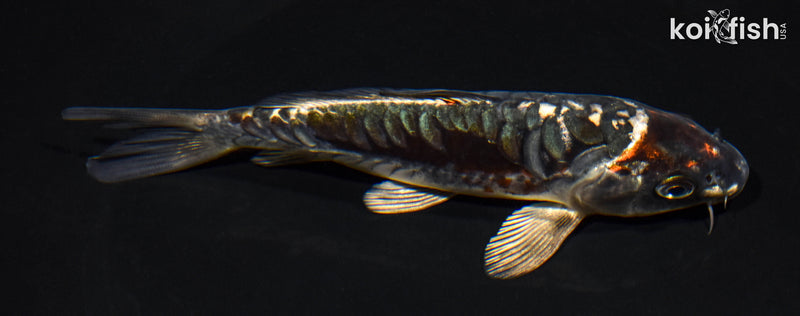 5.75" ARAGOKE BENI KIKOKURYU