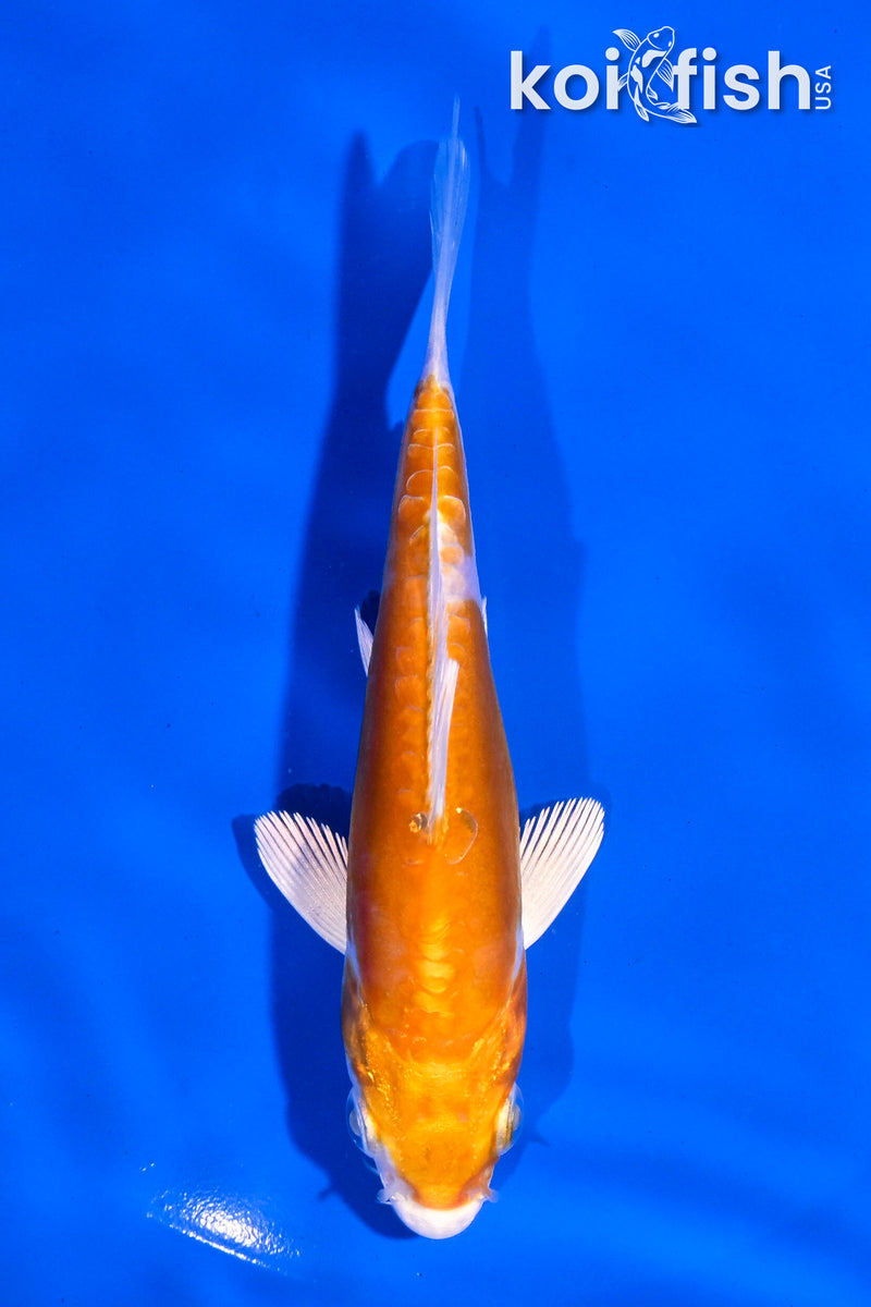 4.5" KIKUSUI