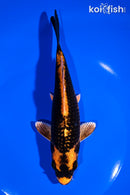 6.75" ORENJI MATSUBA