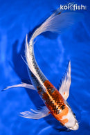 9.75" KUJAKU BUTTERFLY