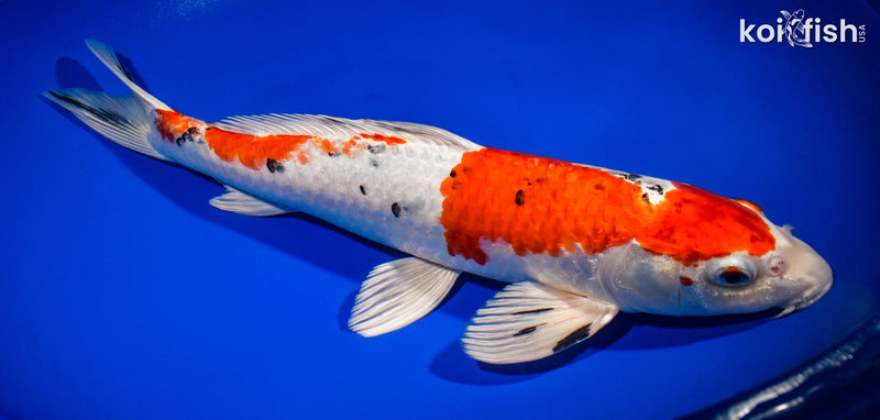 14.25" YAMATO NISHIKI
