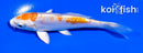 4.5" KIKUSUI