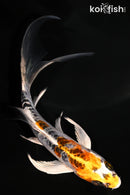 5.25" ARAGOKE KUJAKU BUTTERFLY