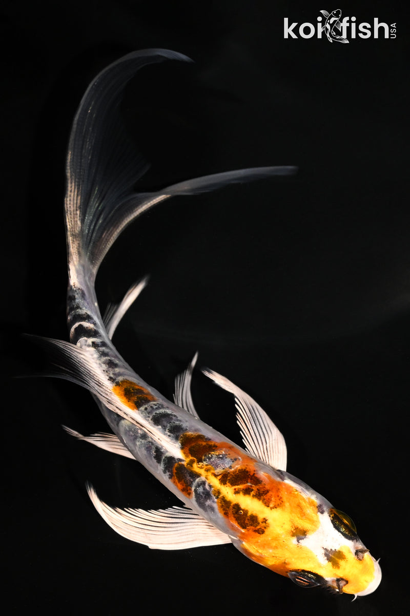 5.25" ARAGOKE KUJAKU BUTTERFLY