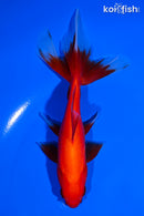 5.75" WATONAI GOLDFISH