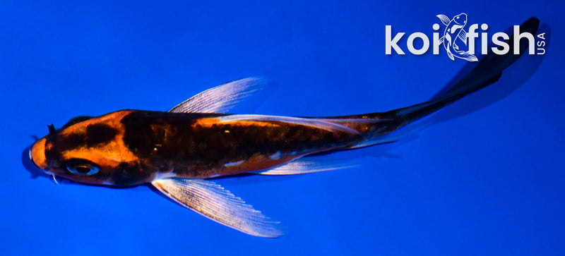 4.5" ARAGOKE BENI KIKOKURYU