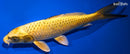 9.25" KIN KI MATSUBA