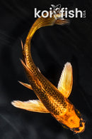 5.25" ORENJI MATSUBA BUTTERFLY