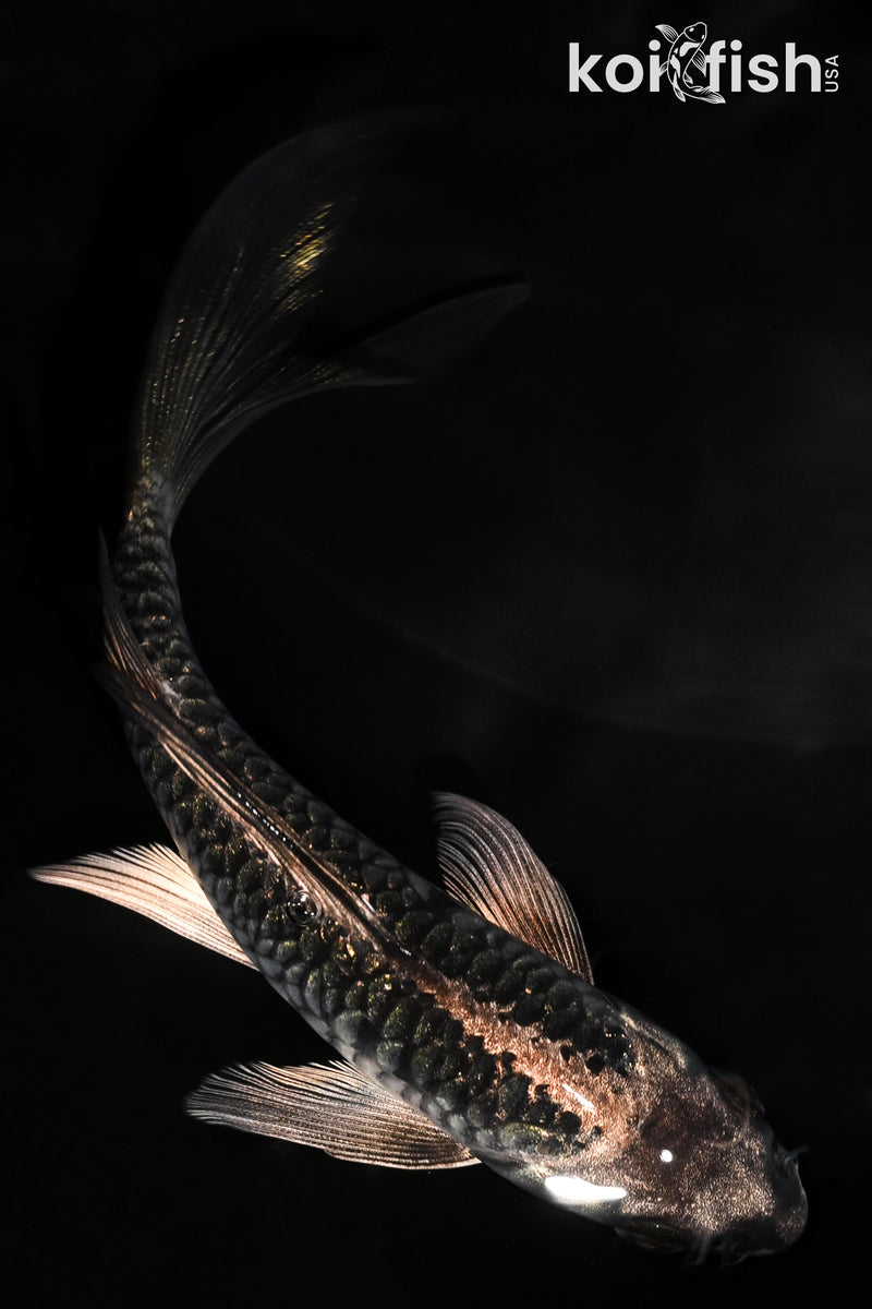 5.5" KIKOKURYU BUTTERFLY