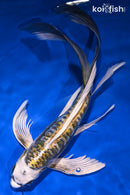 10.75" KIN KIKOKURYU BUTTERFLY