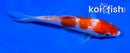 4.5" GINRIN KOHAKU
