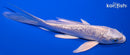 5" GINRIN PLATINUM OGON BUTTERFLY