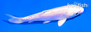 4.5" PLATINUM OGON